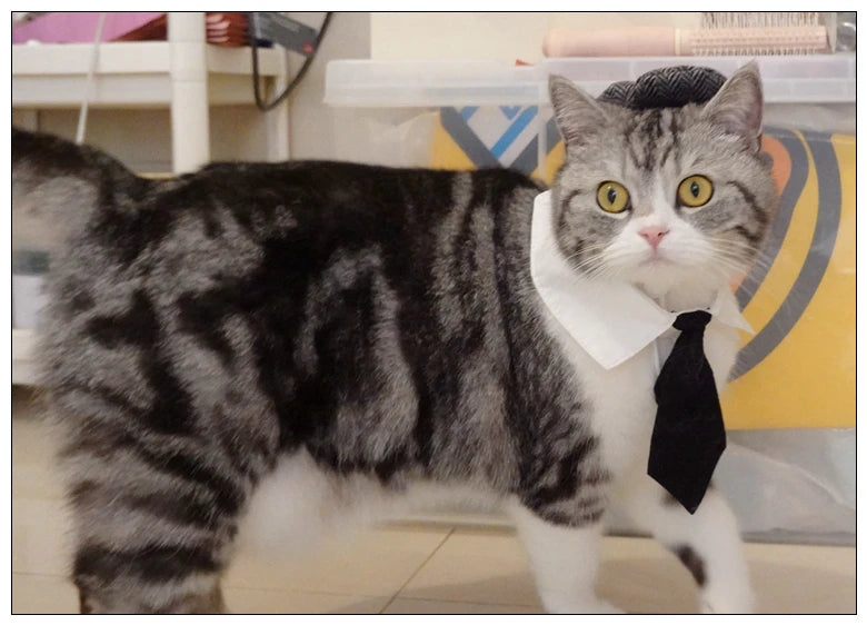 Pet Clothes Funny Handsome Gentleman's Beret Hat and Tie