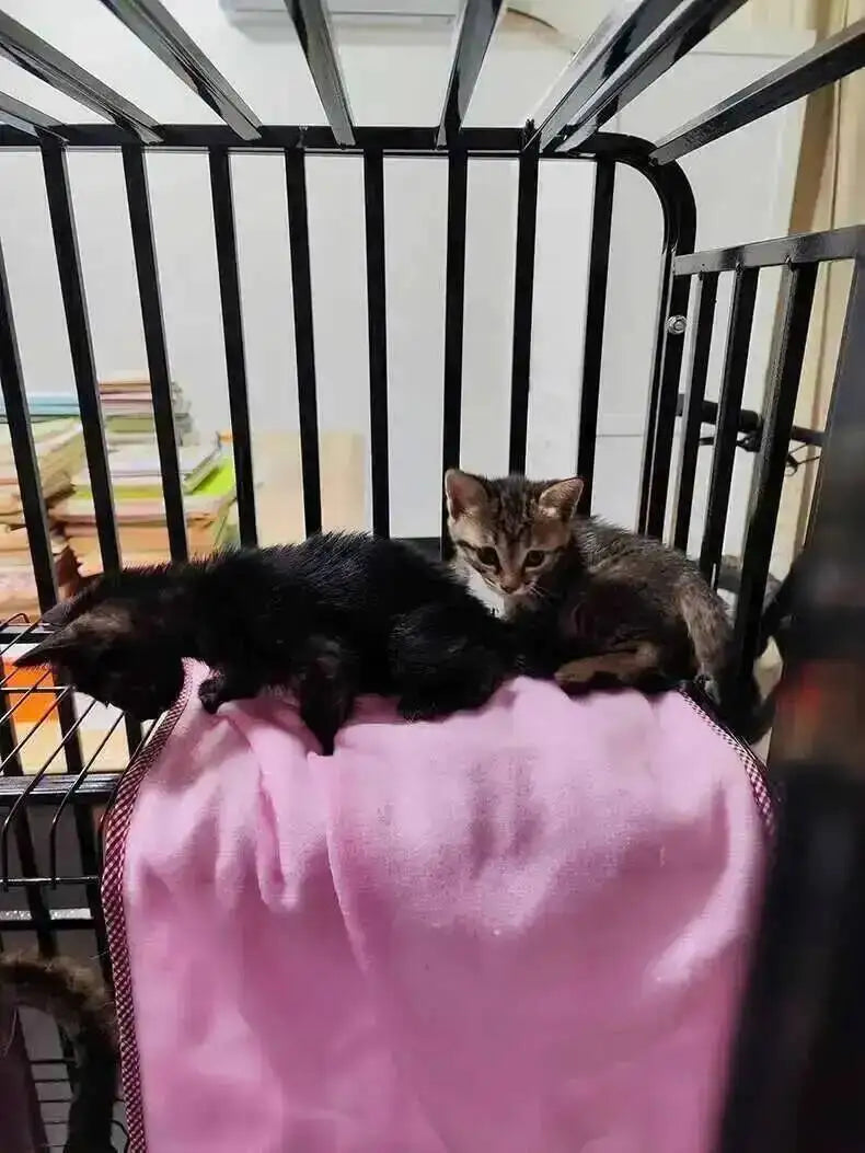 Large Activity Modern Iron Square Tube Mesh Cat Cat Cages Creative Pet Villa Luxury Cat Free House Space House Pet Supplies