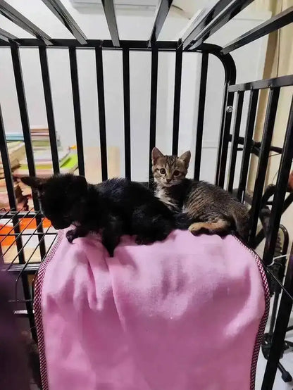 Large Activity Modern Iron Square Tube Mesh Cat Cat Cages Creative Pet Villa Luxury Cat Free House Space House Pet Supplies